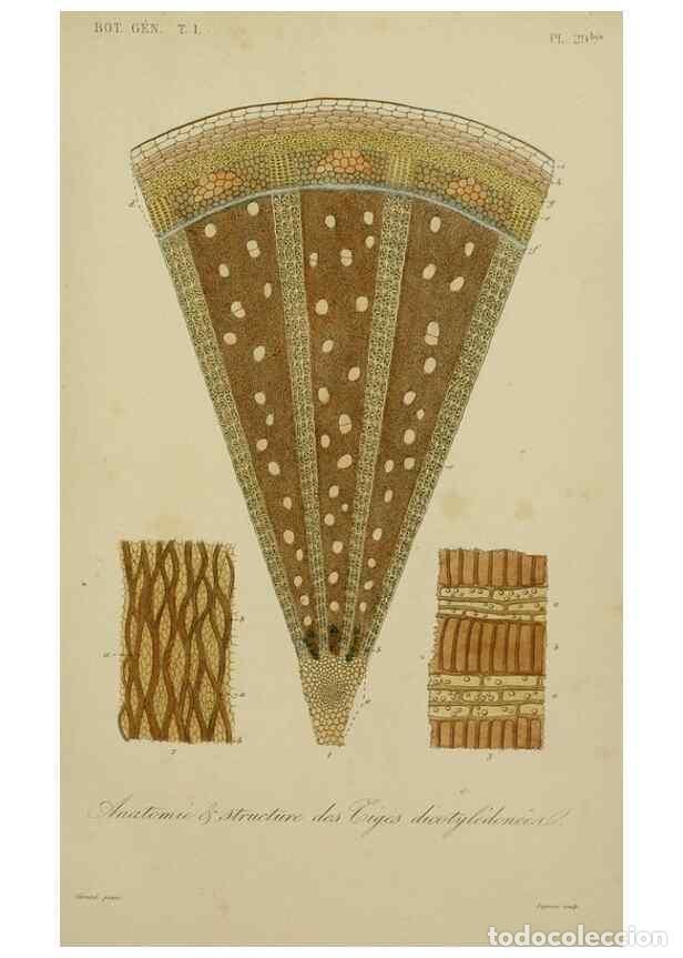 Sammeln von Zeitschriften und Zeitungen: Reproducci&oacute;n/Reproduction 49583433492: Le R&egrave;gne v&eacute;g&eacute;tal;. Paris,L. Gu&eacute;rin,1870-72.. - R&eacute;veil, O.