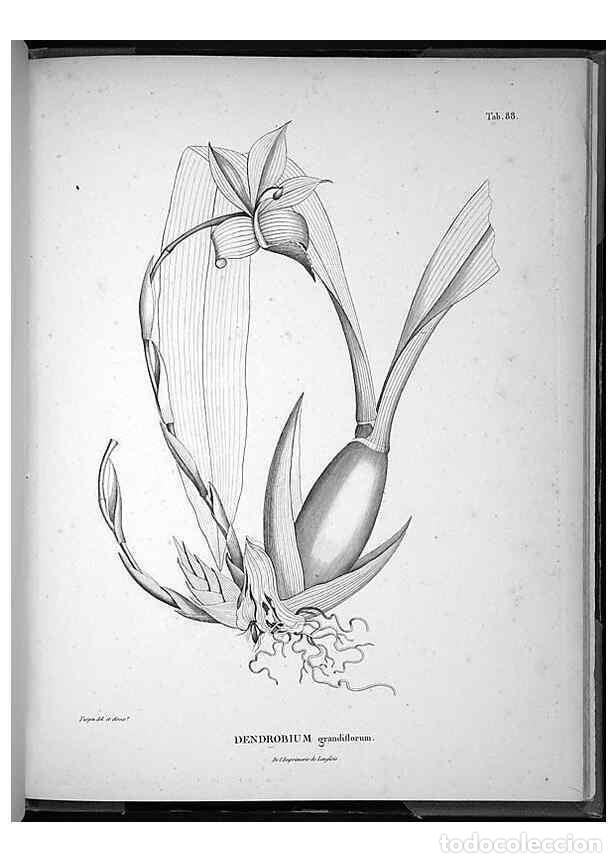 Colecionismo de Revistas e Jornais: Reproducci&oacute;n/Reproduction 49556384696: Nova genera et species plantarum :. Antverpiae :Ex officina C