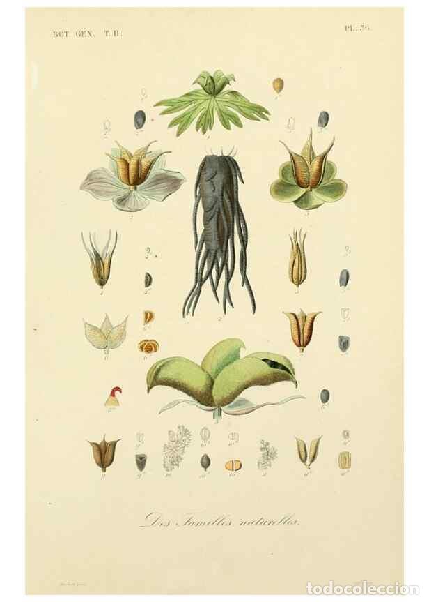 Colecionismo de Revistas e Jornais: Reproducci&oacute;n/Reproduction 49583623447: Le R&egrave;gne v&eacute;g&eacute;tal;. Paris,L. Gu&eacute;rin,1870-72.. - R&eacute;veil, O.