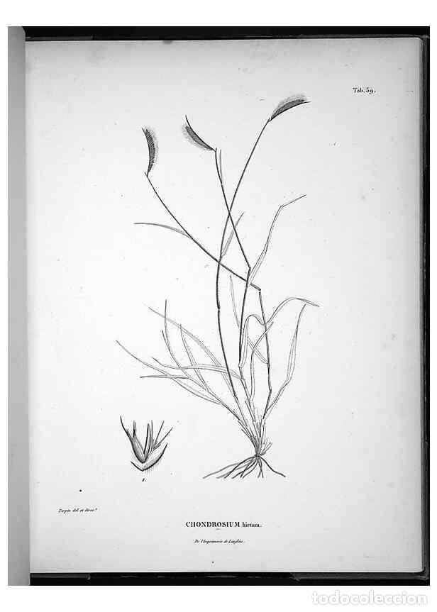 Coleccionismo de Revistas y Peri&oacute;dicos: Reproducci&oacute;n/Reproduction 49556380661: Nova genera et species plantarum :. Antverpiae :Ex officina C