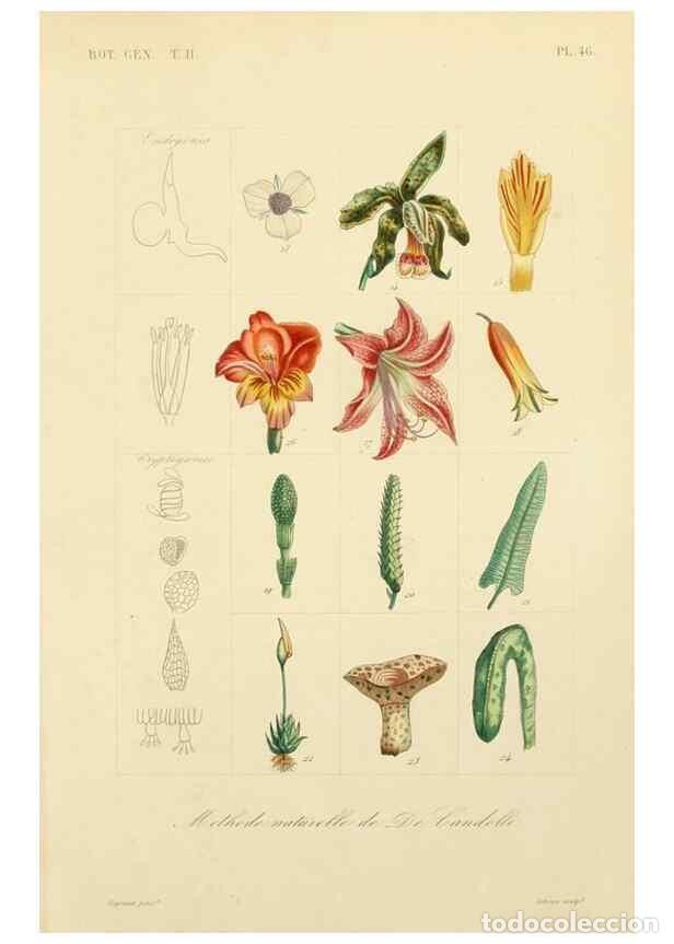 Coleccionismo de Revistas y Peri&oacute;dicos: Reproducci&oacute;n/Reproduction 49582893603: Le R&egrave;gne v&eacute;g&eacute;tal;. Paris,L. Gu&eacute;rin,1870-72.. - R&eacute;veil, O.