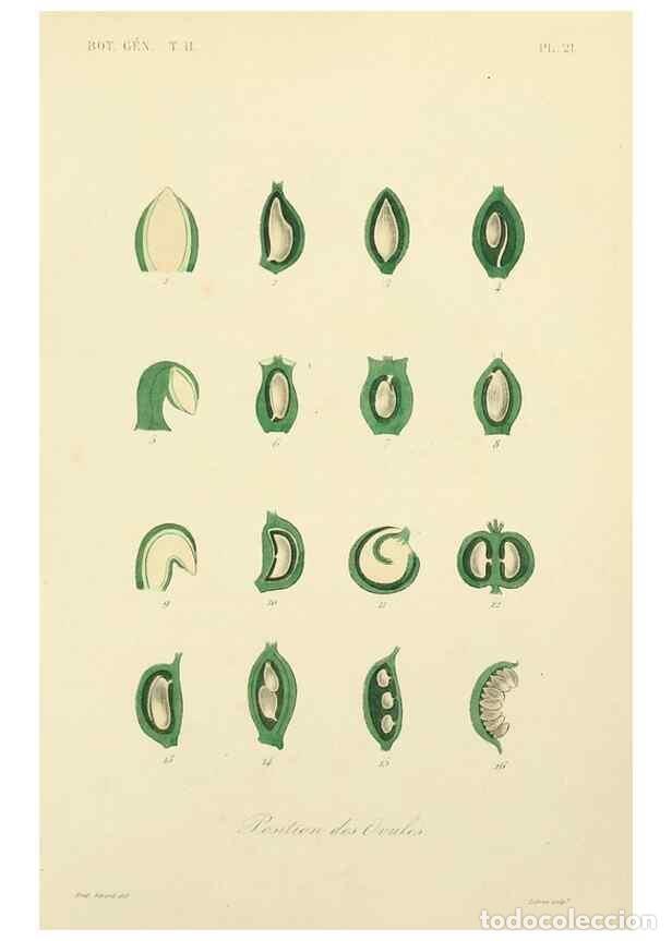 Coleccionismo de Revistas y Peri&oacute;dicos: Reproducci&oacute;n/Reproduction 49583382846: Le R&egrave;gne v&eacute;g&eacute;tal;. Paris,L. Gu&eacute;rin,1870-72.. - R&eacute;veil, O.