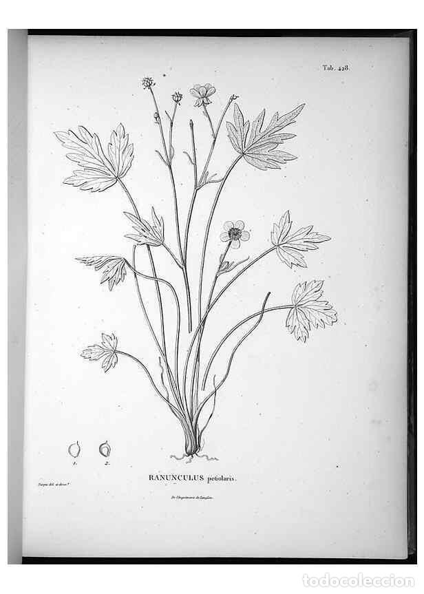 Coleccionismo de Revistas y Peri&oacute;dicos: Reproducci&oacute;n/Reproduction 49556814202: Nova genera et species plantarum :. Antverpiae :Ex officina C