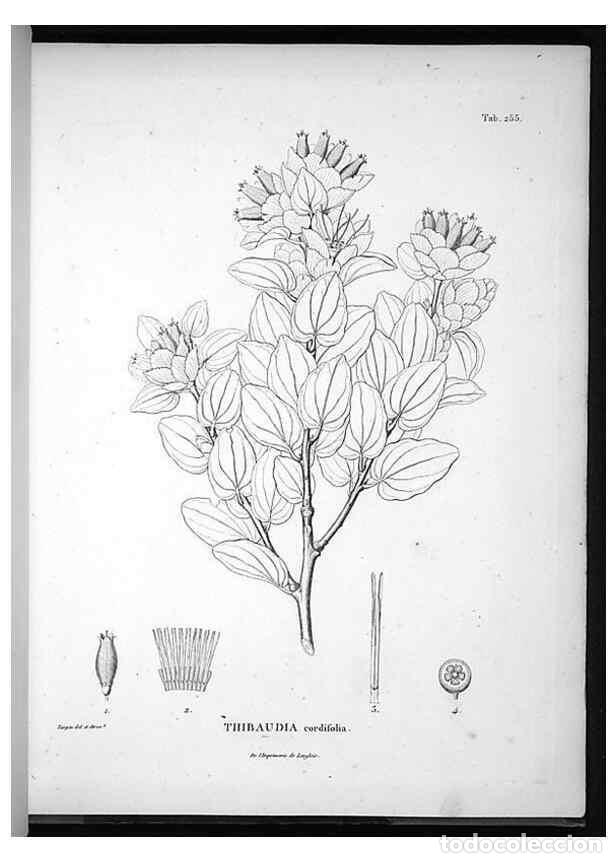 Coleccionismo de Revistas y Peri&oacute;dicos: Reproducci&oacute;n/Reproduction 49556466261: Nova genera et species plantarum :. Antverpiae :Ex officina C