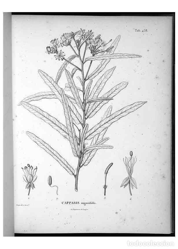 Coleccionismo de Revistas y Peri&oacute;dicos: Reproducci&oacute;n/Reproduction 49556579071: Nova genera et species plantarum :. Antverpiae :Ex officina C