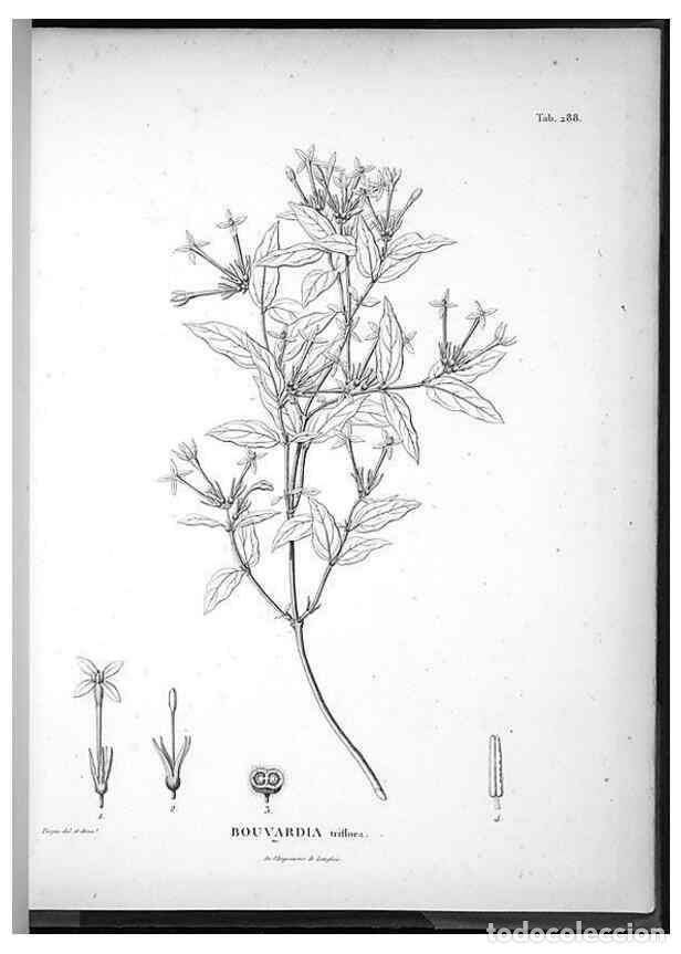 Coleccionismo de Revistas y Peri&oacute;dicos: Reproducci&oacute;n/Reproduction 49556472616: Nova genera et species plantarum :. Antverpiae :Ex officina C