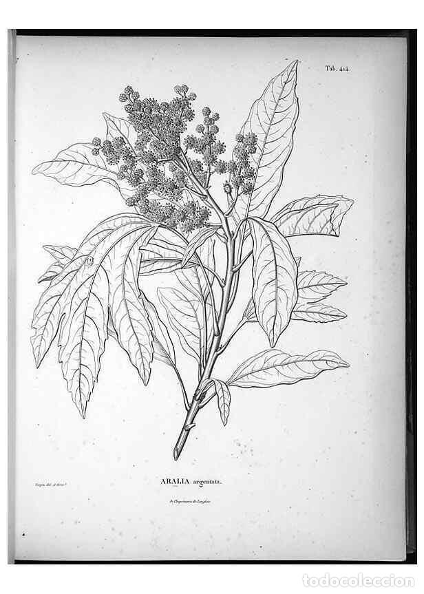 Coleccionismo de Revistas y Peri&oacute;dicos: Reproducci&oacute;n/Reproduction 49556077378: Nova genera et species plantarum :. Antverpiae :Ex officina C