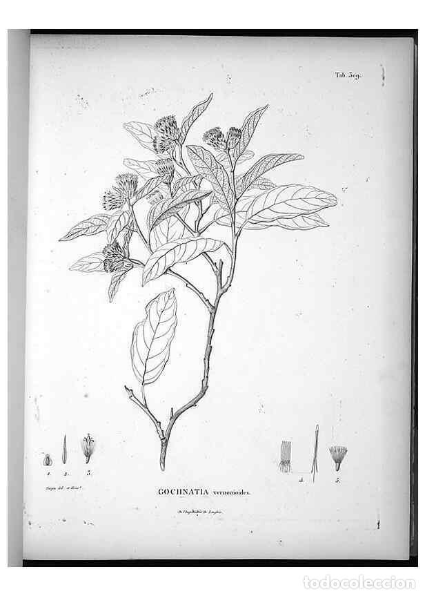 Collectionnisme de Revues et Journaux: Reproducci&oacute;n/Reproduction 49556497981: Nova genera et species plantarum :. Antverpiae :Ex officina C