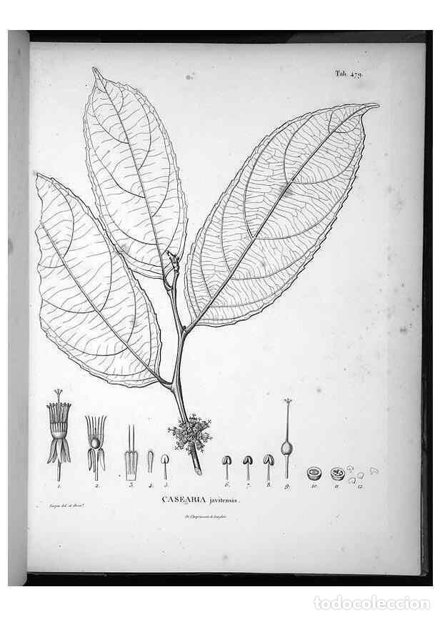 Collectionnisme de Revues et Journaux: Reproducci&oacute;n/Reproduction 49556823982: Nova genera et species plantarum :. Antverpiae :Ex officina C