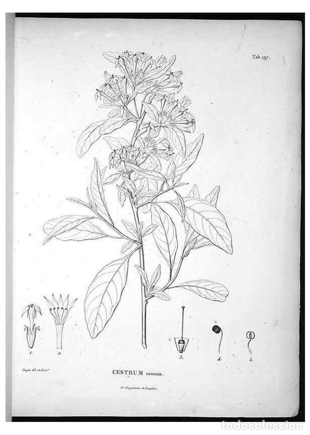 Collectionnisme de Revues et Journaux: Reproducci&oacute;n/Reproduction 49556456361: Nova genera et species plantarum :. Antverpiae :Ex officina C