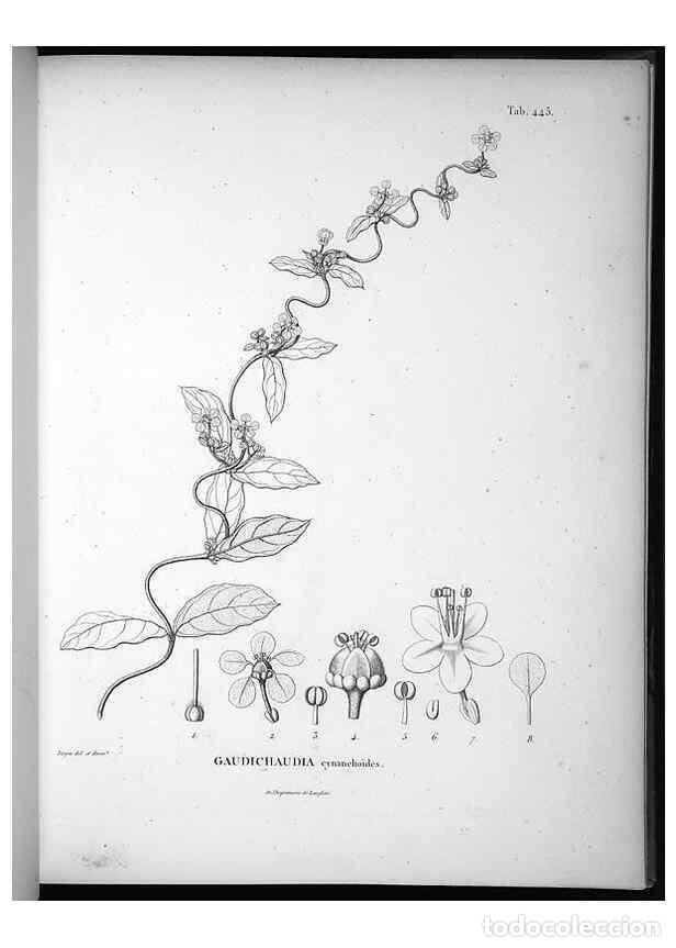 Collectionnisme de Revues et Journaux: Reproducci&oacute;n/Reproduction 49556580671: Nova genera et species plantarum :. Antverpiae :Ex officina C