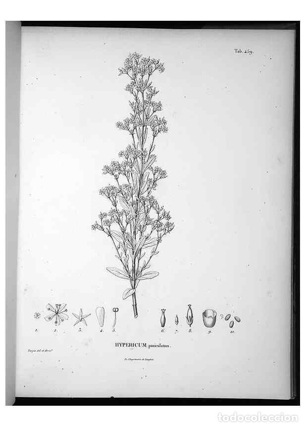 Collection Magazines and Newspapers: Reproducci&oacute;n/Reproduction 49556583431: Nova genera et species plantarum :. Antverpiae :Ex officina C