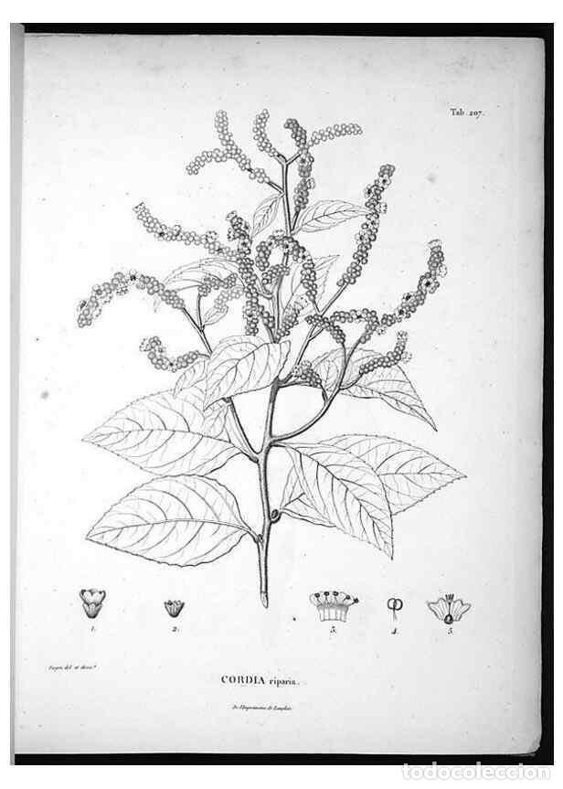 Collection Magazines and Newspapers: Reproducci&oacute;n/Reproduction 49556457916: Nova genera et species plantarum :. Antverpiae :Ex officina C