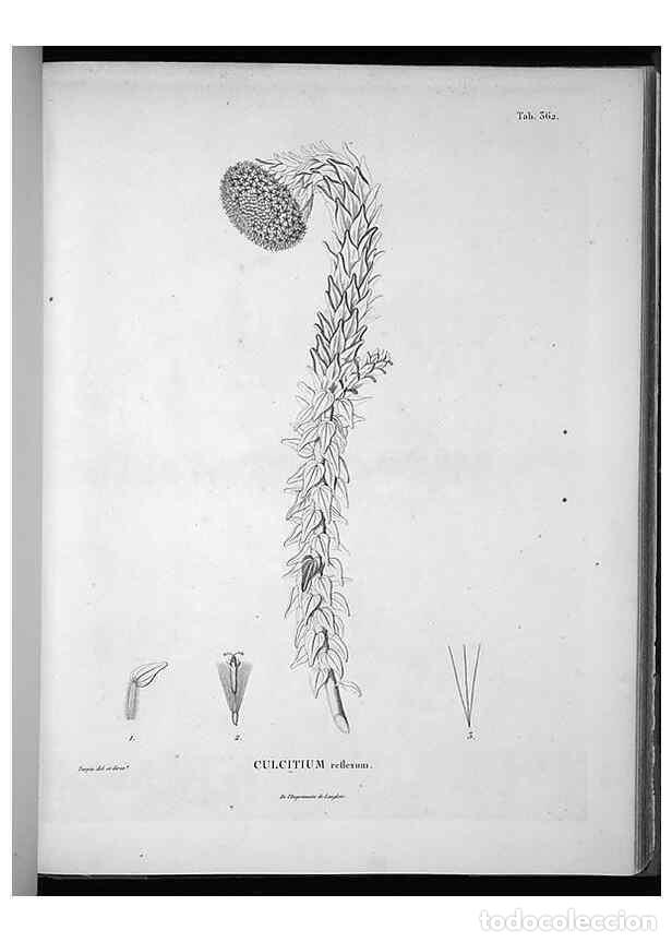 Collection Magazines and Newspapers: Reproducci&oacute;n/Reproduction 49556013498: Nova genera et species plantarum :. Antverpiae :Ex officina C