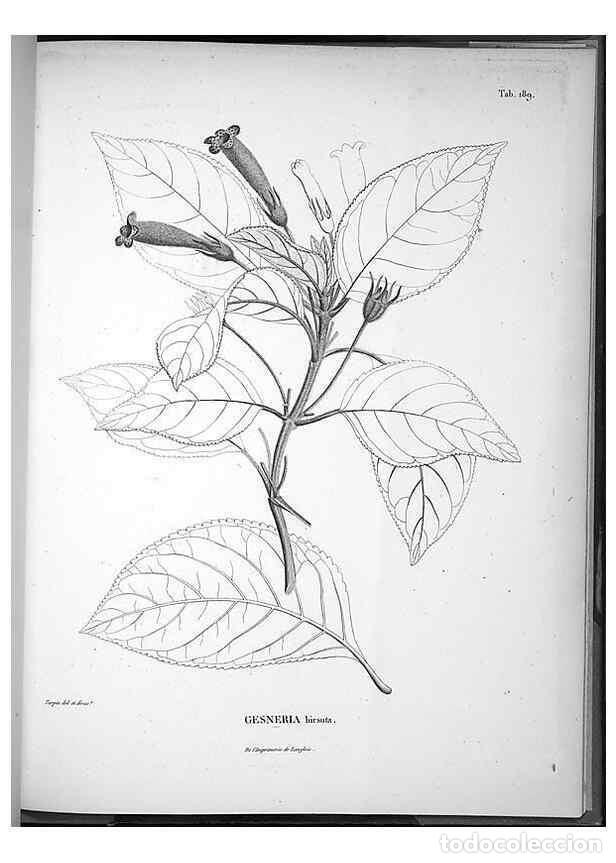 Collection Magazines and Newspapers: Reproducci&oacute;n/Reproduction 49556422496: Nova genera et species plantarum :. Antverpiae :Ex officina C