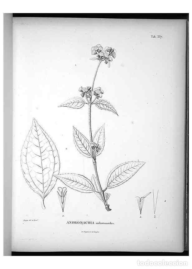 Collection Magazines and Newspapers: Reproducci&oacute;n/Reproduction 49556740437: Nova genera et species plantarum :. Antverpiae :Ex officina C