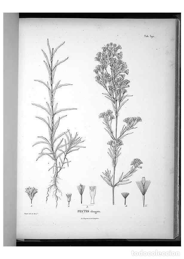 Collection Magazines and Newspapers: Reproducci&oacute;n/Reproduction 49556751607: Nova genera et species plantarum :. Antverpiae :Ex officina C