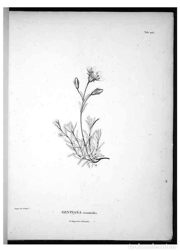 Collection Magazines and Newspapers: Reproducci&oacute;n/Reproduction 49555965488: Nova genera et species plantarum :. Antverpiae :Ex officina C