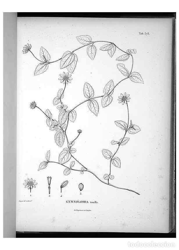 Collection Magazines and Newspapers: Reproducci&oacute;n/Reproduction 49556511131: Nova genera et species plantarum :. Antverpiae :Ex officina C