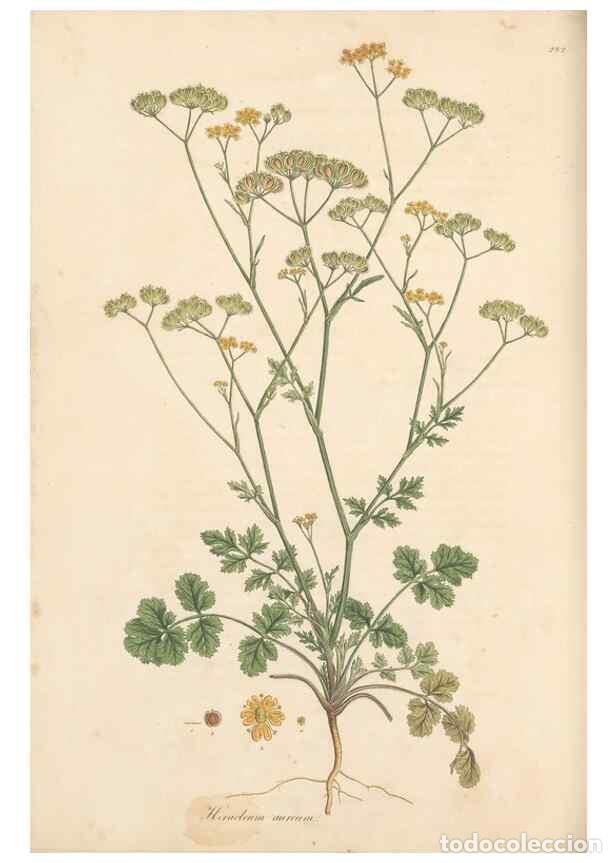 Coleccionismo de Revistas y Peri&oacute;dicos: Reproducci&oacute;n/Reproduction 49557217641: Flora Graeca, sive, Plantarum rariorum historia, quas in prov