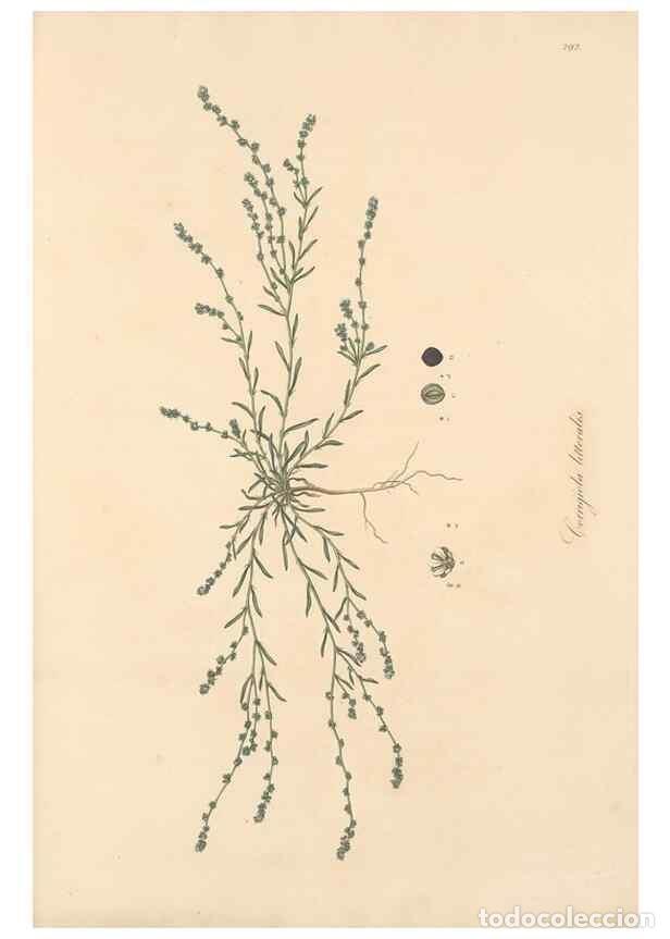 Coleccionismo de Revistas y Peri&oacute;dicos: Reproducci&oacute;n/Reproduction 49556722068: Flora Graeca, sive, Plantarum rariorum historia, quas in prov