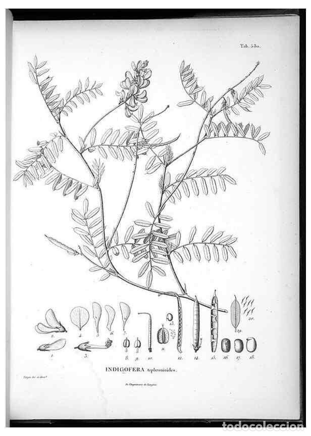 Coleccionismo de Revistas y Peri&oacute;dicos: Reproducci&oacute;n/Reproduction 49556867137: Nova genera et species plantarum :. Antverpiae :Ex officina C
