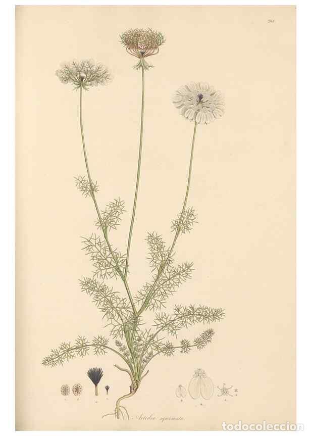 Coleccionismo de Revistas y Peri&oacute;dicos: Reproducci&oacute;n/Reproduction 49557212436: Flora Graeca, sive, Plantarum rariorum historia, quas in prov