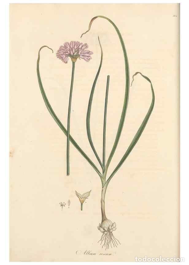 Coleccionismo de Revistas y Peri&oacute;dicos: Reproducci&oacute;n/Reproduction 49556867738: Flora Graeca, sive, Plantarum rariorum historia, quas in prov