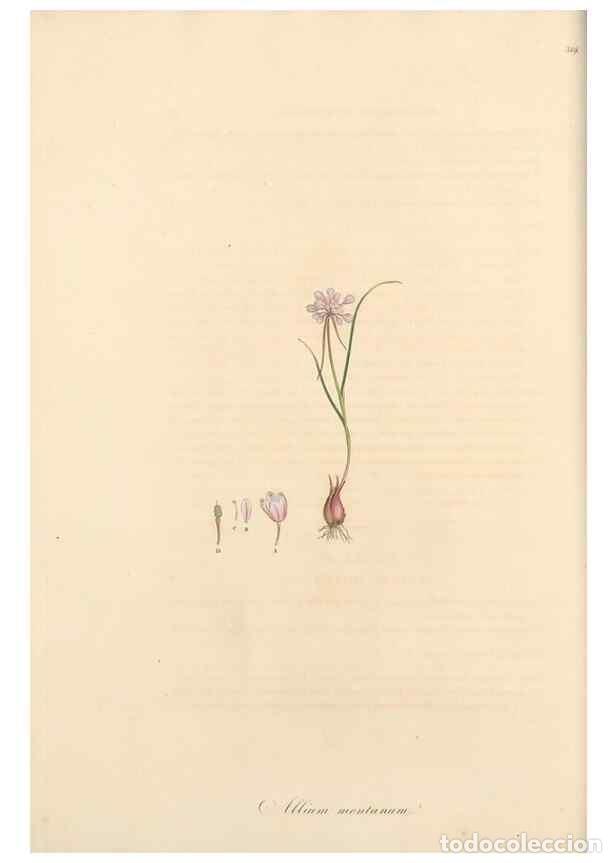 Coleccionismo de Revistas y Peri&oacute;dicos: Reproducci&oacute;n/Reproduction 49556869273: Flora Graeca, sive, Plantarum rariorum historia, quas in prov