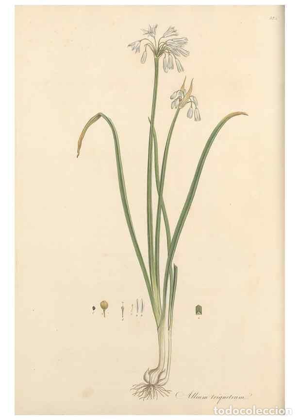 Coleccionismo de Revistas y Peri&oacute;dicos: Reproducci&oacute;n/Reproduction 49556870738: Flora Graeca, sive, Plantarum rariorum historia, quas in prov