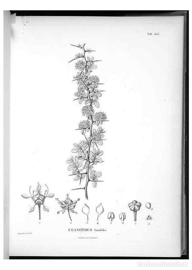 Coleccionismo de Revistas y Peri&oacute;dicos: Reproducci&oacute;n/Reproduction 49556662626: Nova genera et species plantarum :. Antverpiae :Ex officina C