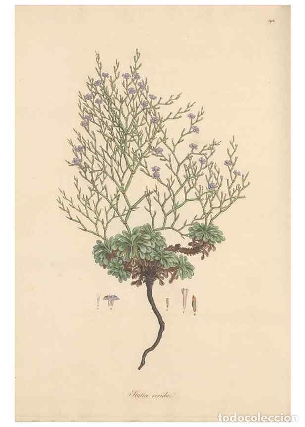 Coleccionismo de Revistas y Peri&oacute;dicos: Reproducci&oacute;n/Reproduction 49556724018: Flora Graeca, sive, Plantarum rariorum historia, quas in prov