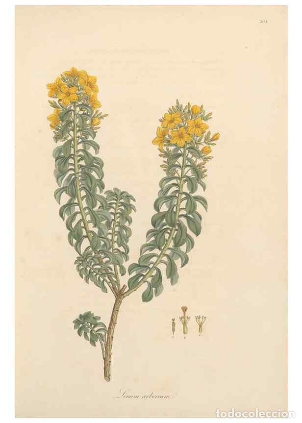 Coleccionismo de Revistas y Peri&oacute;dicos: Reproducci&oacute;n/Reproduction 49556865038: Flora Graeca, sive, Plantarum rariorum historia, quas in prov