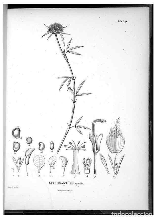 Coleccionismo de Revistas y Peri&oacute;dicos: Reproducci&oacute;n/Reproduction 49556632841: Nova genera et species plantarum :. Antverpiae :Ex officina C