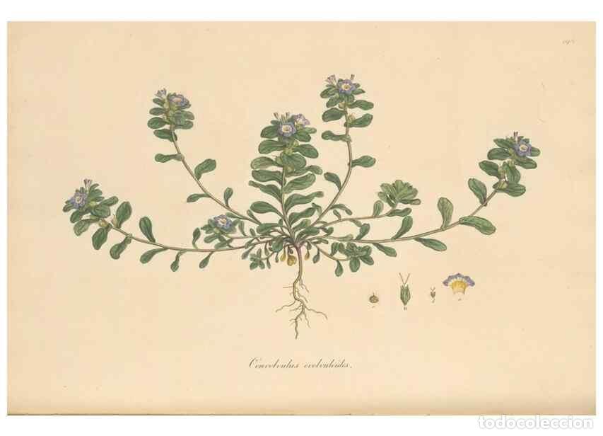 Collezionismo di Riviste e Giornali: Reproducci&oacute;n/Reproduction 49556394208: Flora Graeca, sive, Plantarum rariorum historia, quas in prov