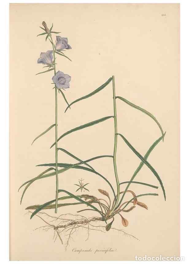 Collezionismo di Riviste e Giornali: Reproducci&oacute;n/Reproduction 49557193061: Flora Graeca, sive, Plantarum rariorum historia, quas in prov