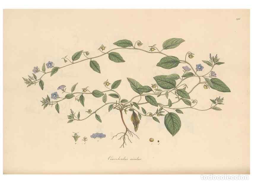 Collezionismo di Riviste e Giornali: Reproducci&oacute;n/Reproduction 49556393648: Flora Graeca, sive, Plantarum rariorum historia, quas in prov