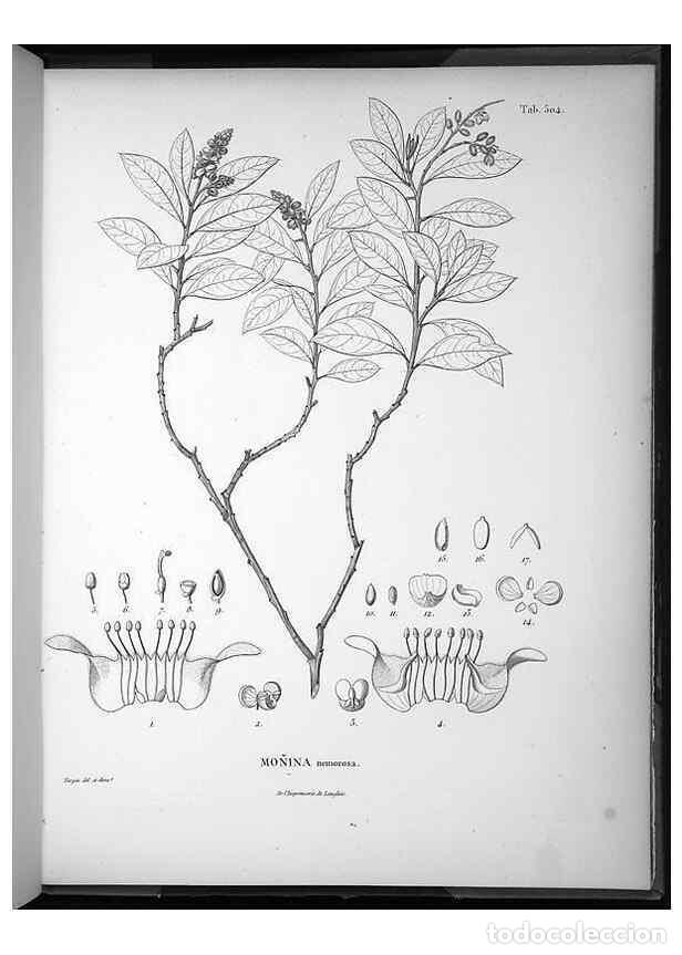 Collezionismo di Riviste e Giornali: Reproducci&oacute;n/Reproduction 49556592751: Nova genera et species plantarum :. Antverpiae :Ex officina C