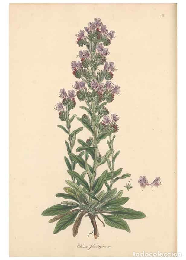 Collezionismo di Riviste e Giornali: Reproducci&oacute;n/Reproduction 49556885286: Flora Graeca, sive, Plantarum rariorum historia, quas in prov