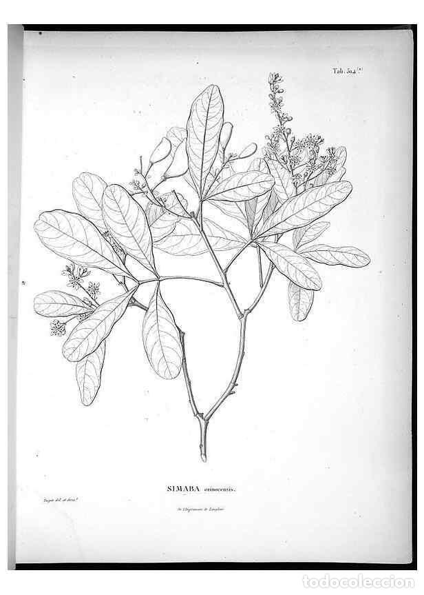 Collezionismo di Riviste e Giornali: Reproducci&oacute;n/Reproduction 49556121703: Nova genera et species plantarum :. Antverpiae :Ex officina C