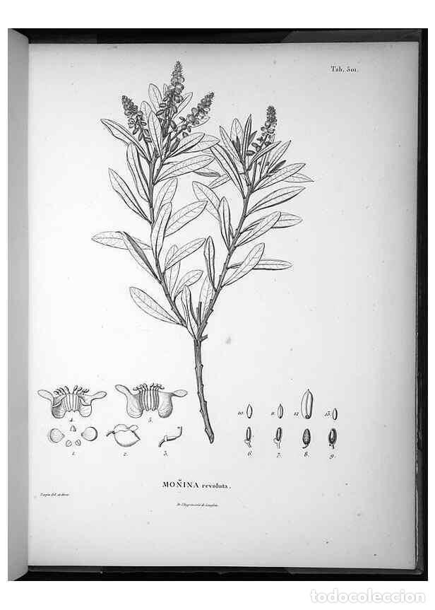 Collezionismo di Riviste e Giornali: Reproducci&oacute;n/Reproduction 49556828787: Nova genera et species plantarum :. Antverpiae :Ex officina C