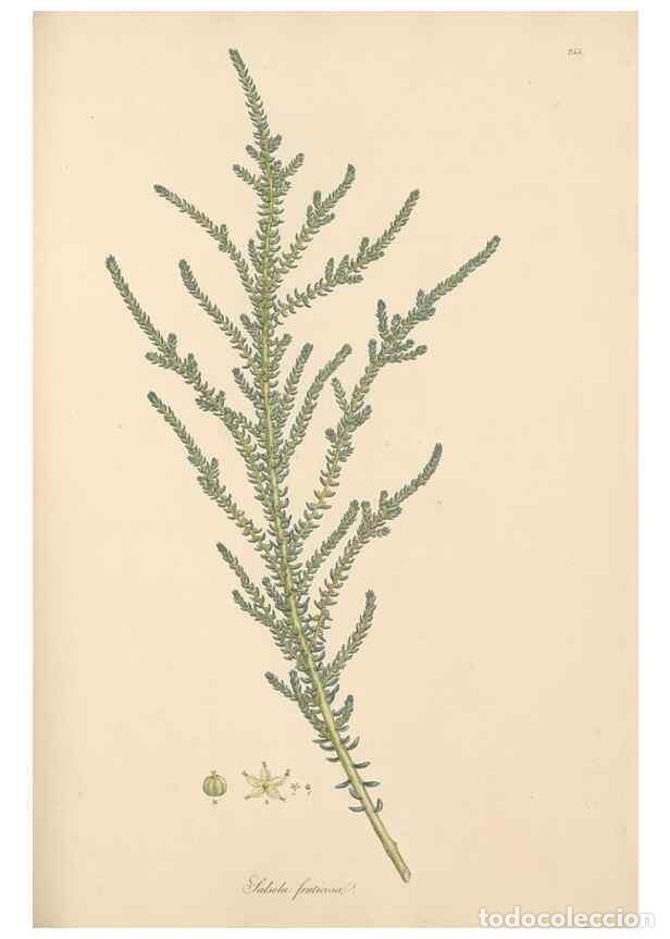 Collezionismo di Riviste e Giornali: Reproducci&oacute;n/Reproduction 49557441202: Flora Graeca, sive, Plantarum rariorum historia, quas in prov