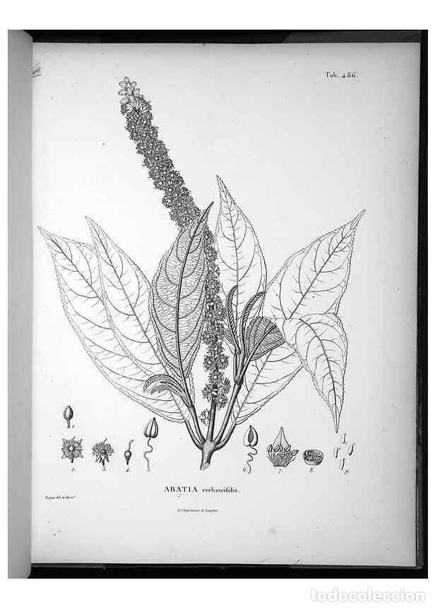 Collezionismo di Riviste e Giornali: Reproducci&oacute;n/Reproduction 49556588781: Nova genera et species plantarum :. Antverpiae :Ex officina C