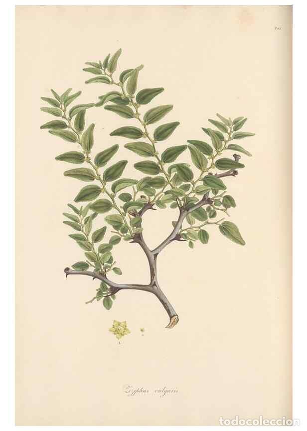 Collezionismo di Riviste e Giornali: Reproducci&oacute;n/Reproduction 49556704158: Flora Graeca, sive, Plantarum rariorum historia, quas in prov