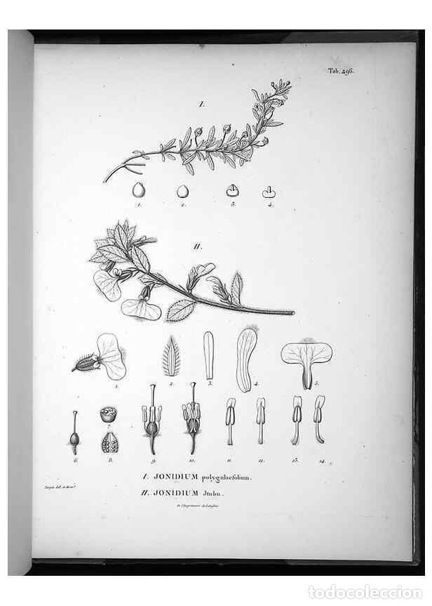 Collezionismo di Riviste e Giornali: Reproducci&oacute;n/Reproduction 49556590831: Nova genera et species plantarum :. Antverpiae :Ex officina C