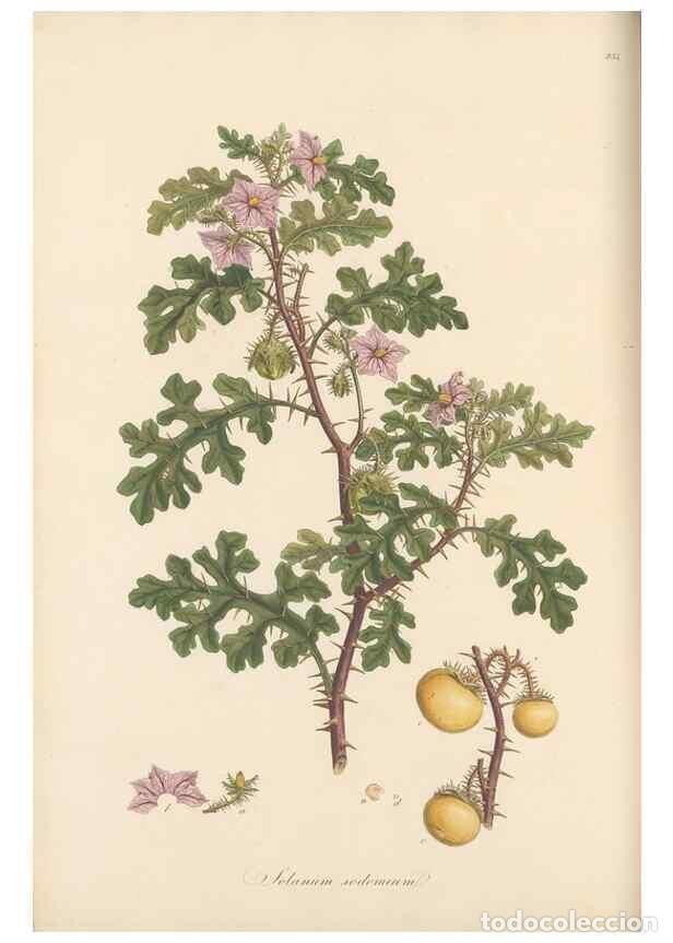 Collezionismo di Riviste e Giornali: Reproducci&oacute;n/Reproduction 49556702273: Flora Graeca, sive, Plantarum rariorum historia, quas in prov