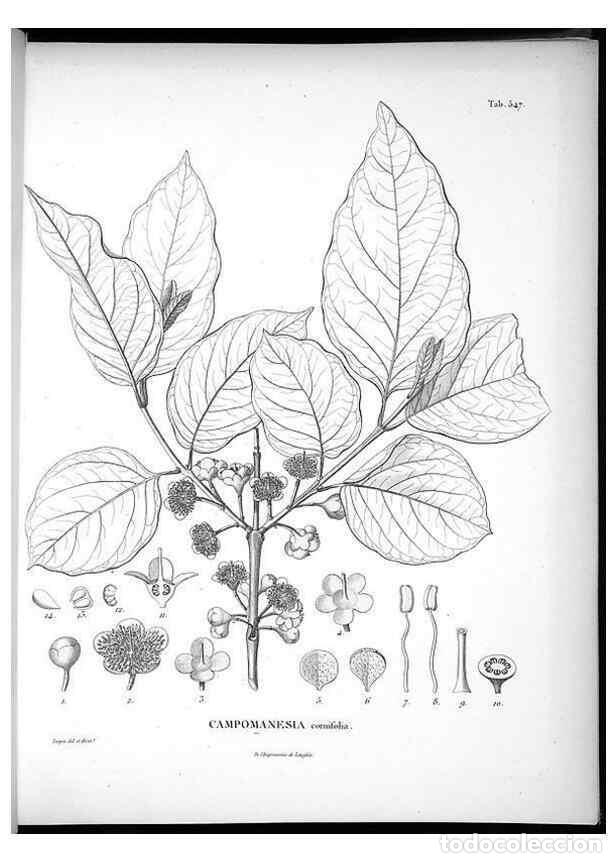 Collezionismo di Riviste e Giornali: Reproducci&oacute;n/Reproduction 49556861507: Nova genera et species plantarum :. Antverpiae :Ex officina C