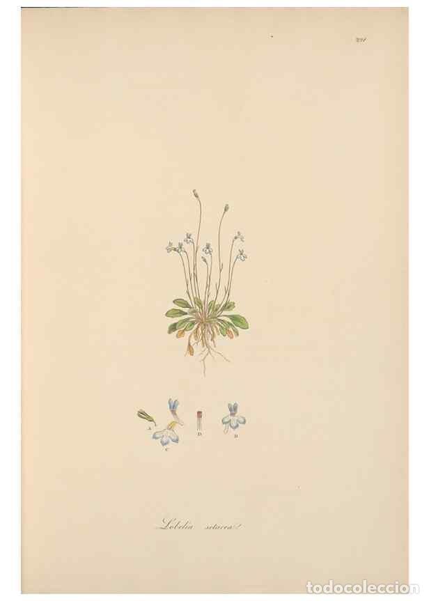 Collezionismo di Riviste e Giornali: Reproducci&oacute;n/Reproduction 49557197841: Flora Graeca, sive, Plantarum rariorum historia, quas in prov