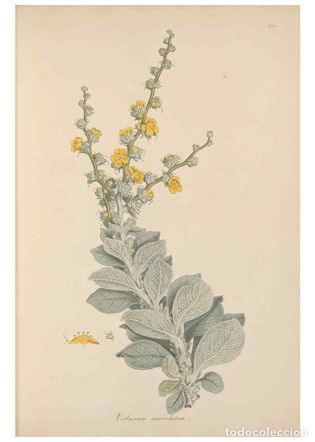 Collezionismo di Riviste e Giornali: Reproducci&oacute;n/Reproduction 49557198821: Flora Graeca, sive, Plantarum rariorum historia, quas in prov