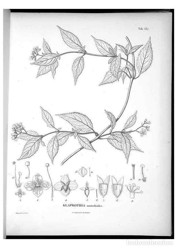 Collezionismo di Riviste e Giornali: Reproducci&oacute;n/Reproduction 49556622596: Nova genera et species plantarum :. Antverpiae :Ex officina C